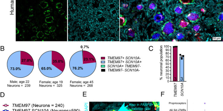 Researchers discover potential non-opioid treatment for chronic pain
