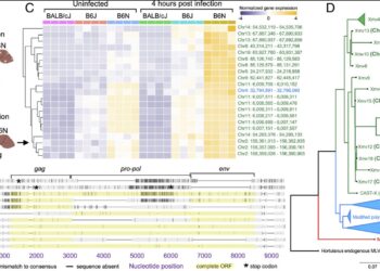 Researchers find anti-HIV drugs can prevent complications of bacterial sepsis