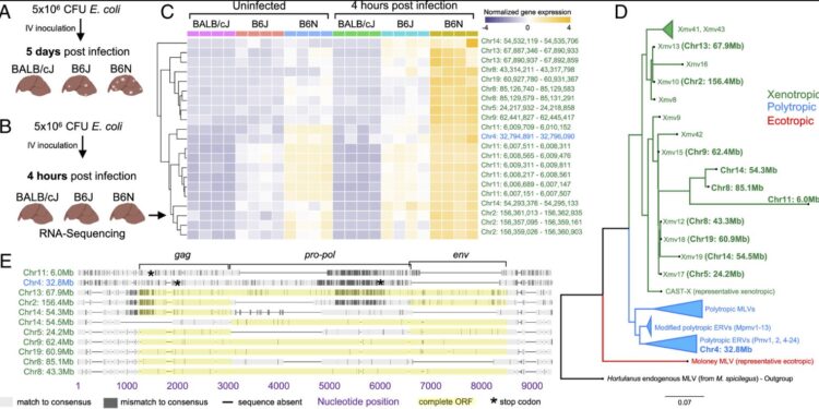 Researchers find anti-HIV drugs can prevent complications of bacterial sepsis