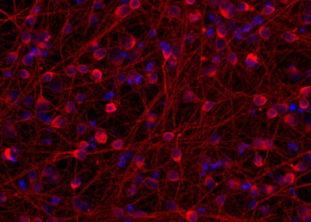 Researchers hack the internal clock of neurons to accelerate the study of neurological diseases