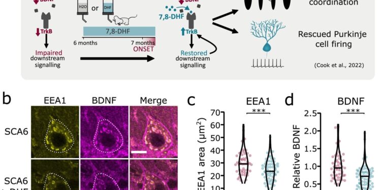 Researchers identify cellular traffic jams in rare neurological disease