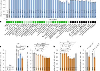 Researchers identify molecular link between gut bacteria and excitatory brain signaling in C. elegans