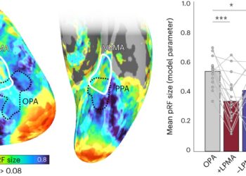Researchers identify new coding mechanism that transfers information from perception to memory