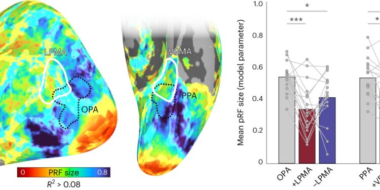 Researchers identify new coding mechanism that transfers information from perception to memory