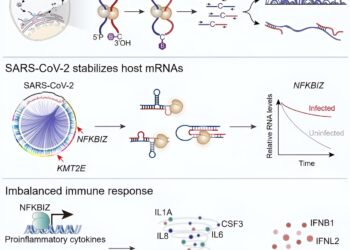 Researchers reveal molecular mechanism of coronavirus-induced cytokine storm