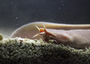 Researchers sequence first myxini genome, the only vertebrate lineage without a reference genome