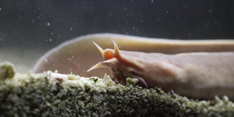 Researchers sequence first myxini genome, the only vertebrate lineage without a reference genome