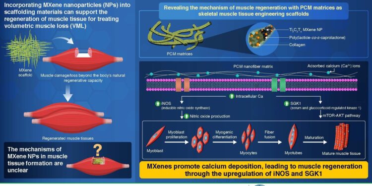 Researchers uncover molecular mechanisms behind effects of MXene nanoparticles on muscle regeneration