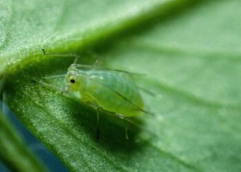 Researchers warn of global threat to crops as insecticide resistance emerges in blue-green aphids