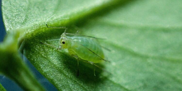 Researchers warn of global threat to crops as insecticide resistance emerges in blue-green aphids