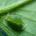Researchers warn of global threat to crops as insecticide resistance emerges in blue-green aphids