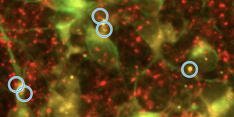 Revitalizing mitochondria to treat Alzheimer’s disease