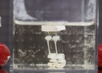 Scientists design two-legged robot powered by muscle tissue