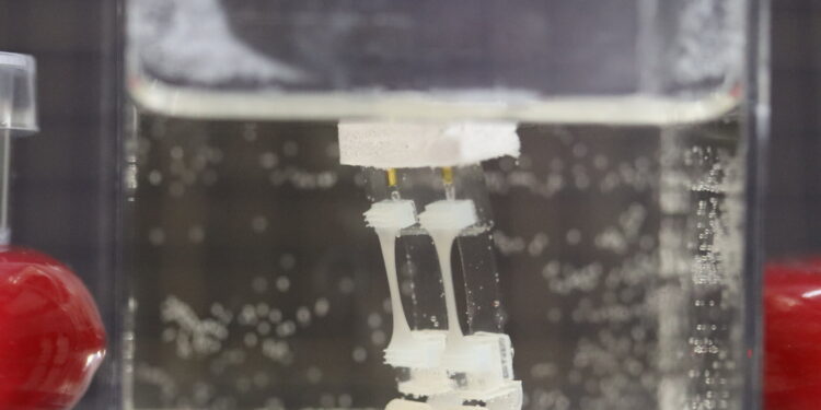 Scientists design two-legged robot powered by muscle tissue