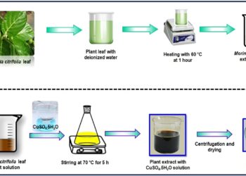Scientists develop green method to produce bactericidal copper oxide nanoparticles from noni plant