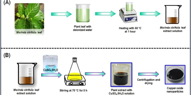 Scientists develop green method to produce bactericidal copper oxide nanoparticles from noni plant