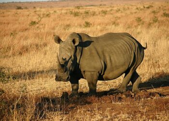 Scientists find temperatures in southern Africa will exceed rhino tolerance