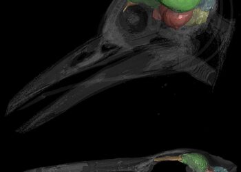 Scientists identify growth of the brain’s cerebellum as key to the evolution of bird flight