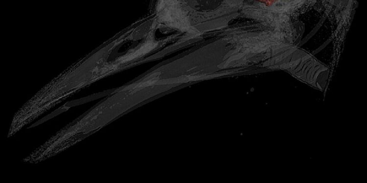 Scientists identify growth of the brain’s cerebellum as key to the evolution of bird flight