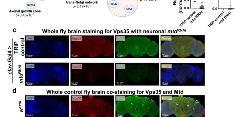 Scientists identify how dietary restrictions slow brain aging and increase lifespan