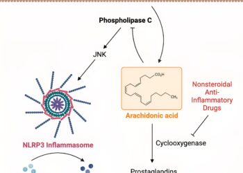 Scientists identify how fasting can protect against inflammation