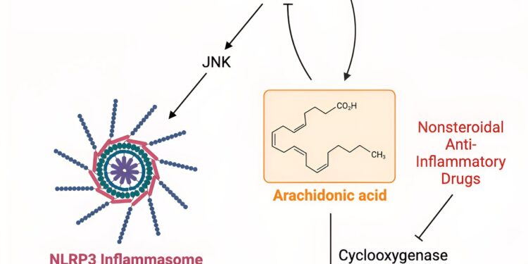 Scientists identify how fasting can protect against inflammation