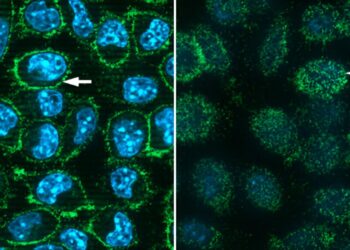 Scientists make COVID receptor protein in mouse cells