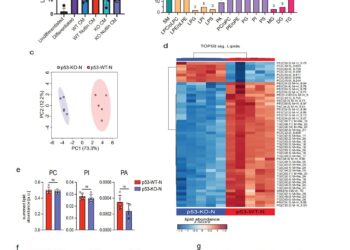 Scientists show that reprogrammed fat cells support tumor growth