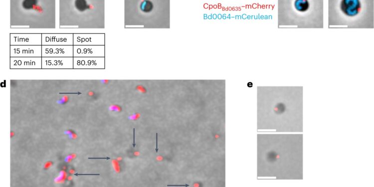 Scientists solve mystery of how predatory bacteria recognize prey