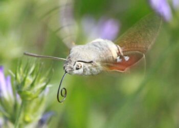 Scientists study the sensory information hummingbird butterflies rely on to control their proboscis