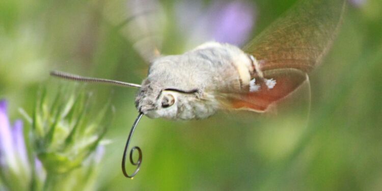 Scientists study the sensory information hummingbird butterflies rely on to control their proboscis