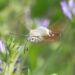 Scientists study the sensory information hummingbird butterflies rely on to control their proboscis