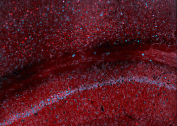 Scientists use blood tests to track gene expression in the brain