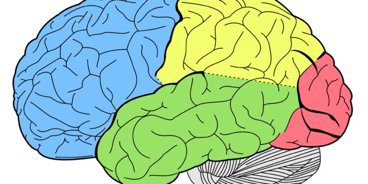 Shining a light on the hidden damage of mild brain injury