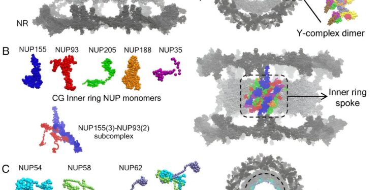 Simulations show how HIV sneaks into cell nucleus