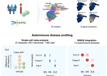 Small changes in specific immune cell populations linked to autoimmune diseases