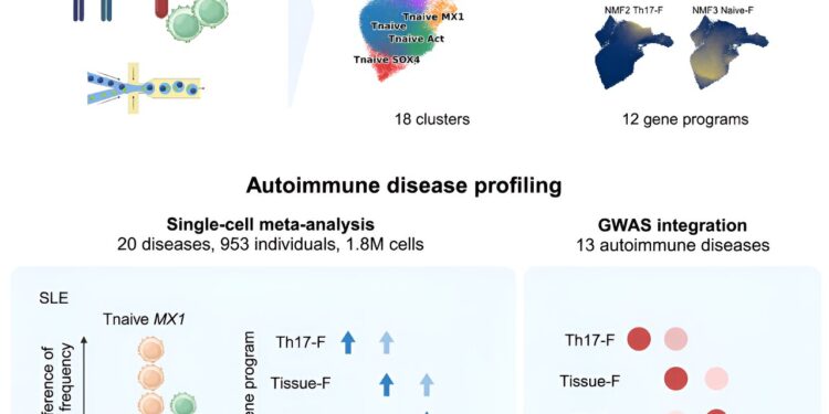 Small changes in specific immune cell populations linked to autoimmune diseases