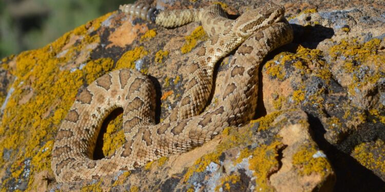 Snake venom research has broad implications for bite treatment