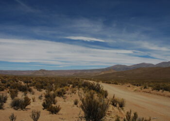 Spacing characteristics between vegetation could be a harbinger of degradation of dryland ecosystems: study