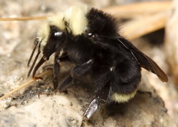 Spatial model predicts bumblebee exposure to pesticide use