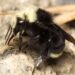 Spatial model predicts bumblebee exposure to pesticide use