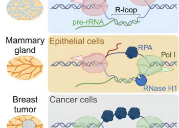 Special RNA has been shown to suppress the formation of breast cancer cells