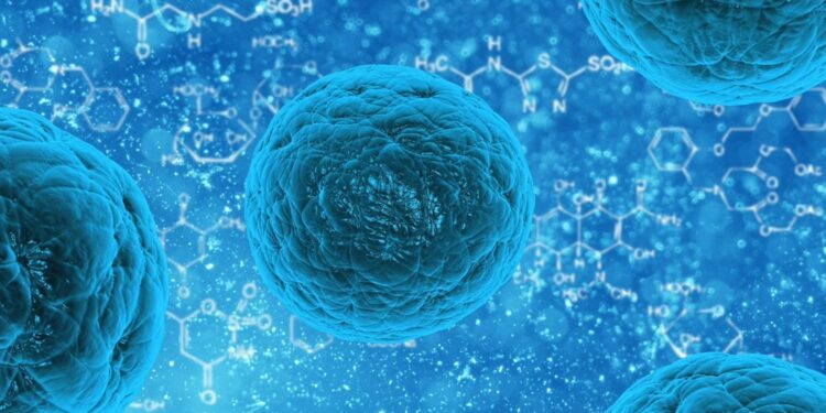 Stem cell study shows how gene activity modulates amount of immune cell production in mice