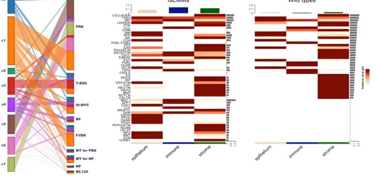 Stromal cells may help predict prostate cancer metastasis