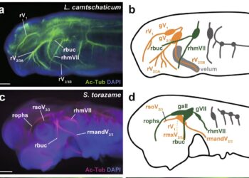 Study brings together new information on the evolutionary origin of vertebrate jaws
