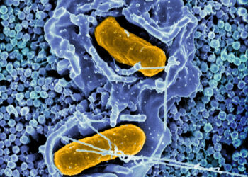 Study discovers how a system of proteins helps Salmonella survive inside macrophages