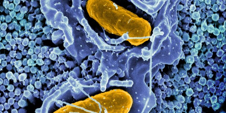 Study discovers how a system of proteins helps Salmonella survive inside macrophages