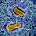 Study discovers how a system of proteins helps Salmonella survive inside macrophages