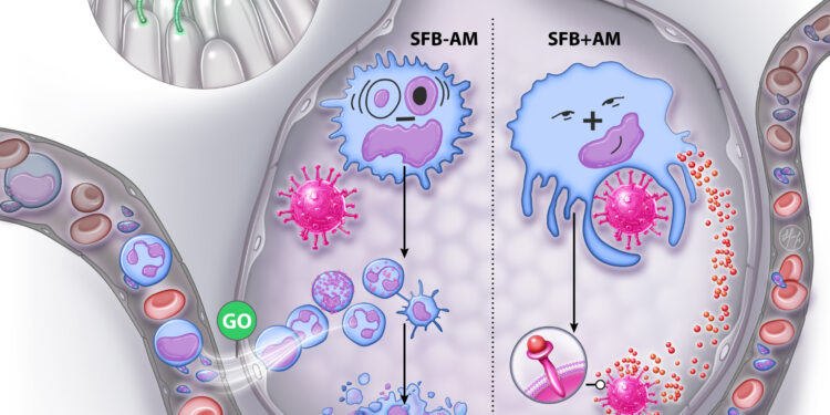 Study finds gut microbiota influences severity of respiratory viral infections