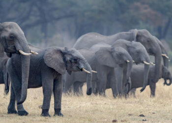 Study finds protected areas for elephants work better if they are connected